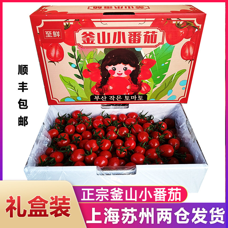 正宗釜山小番茄新鲜现摘