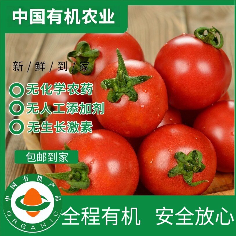有机西红柿无空瓤现摘现