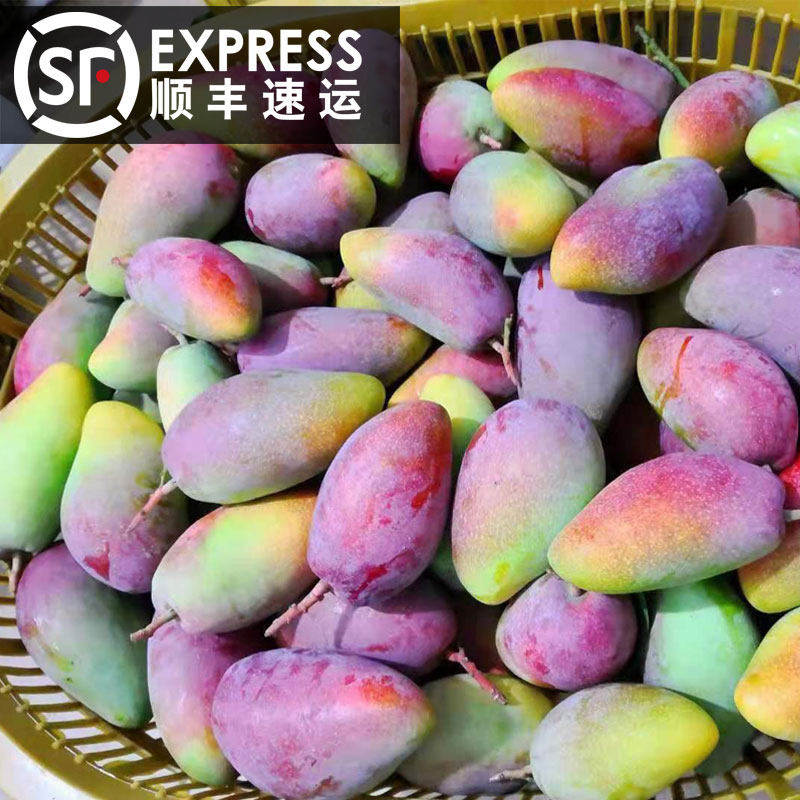 顺丰树上熟贵妃芒海南三亚贵妃芒果新鲜彩芒孕妇水果七彩芒