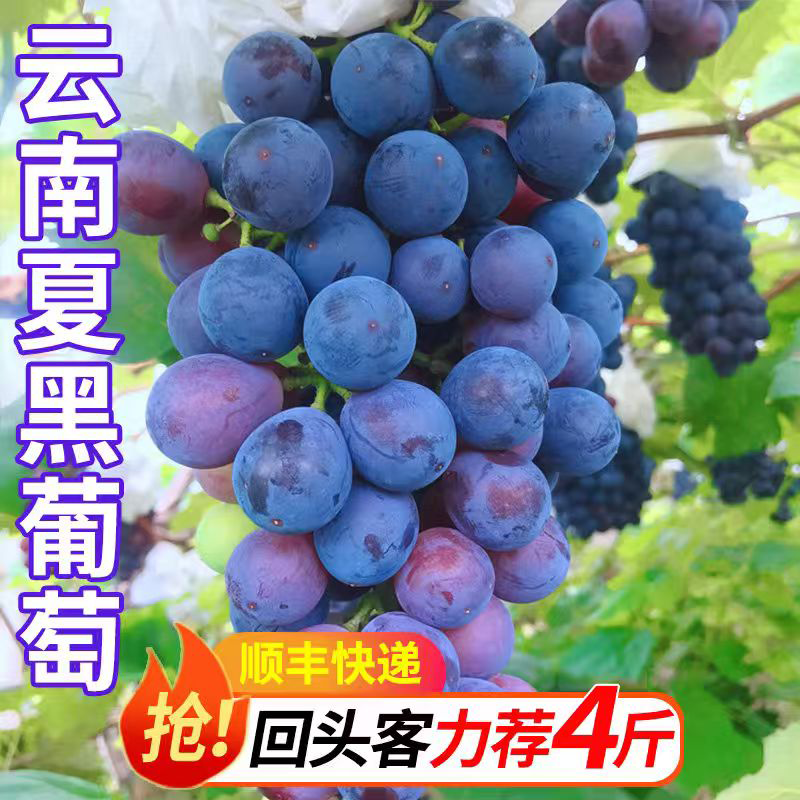 云南夏黑葡萄无籽顺丰新
