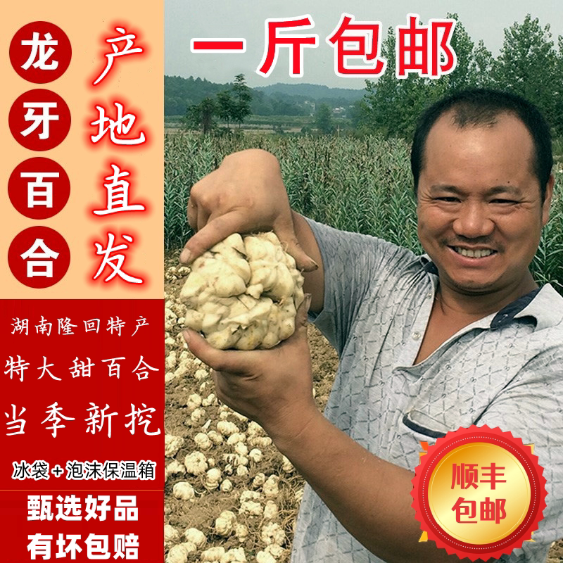 2025年新鲜现挖湖南隆回龙牙百合农家特产百合种球非兰州龙山百合