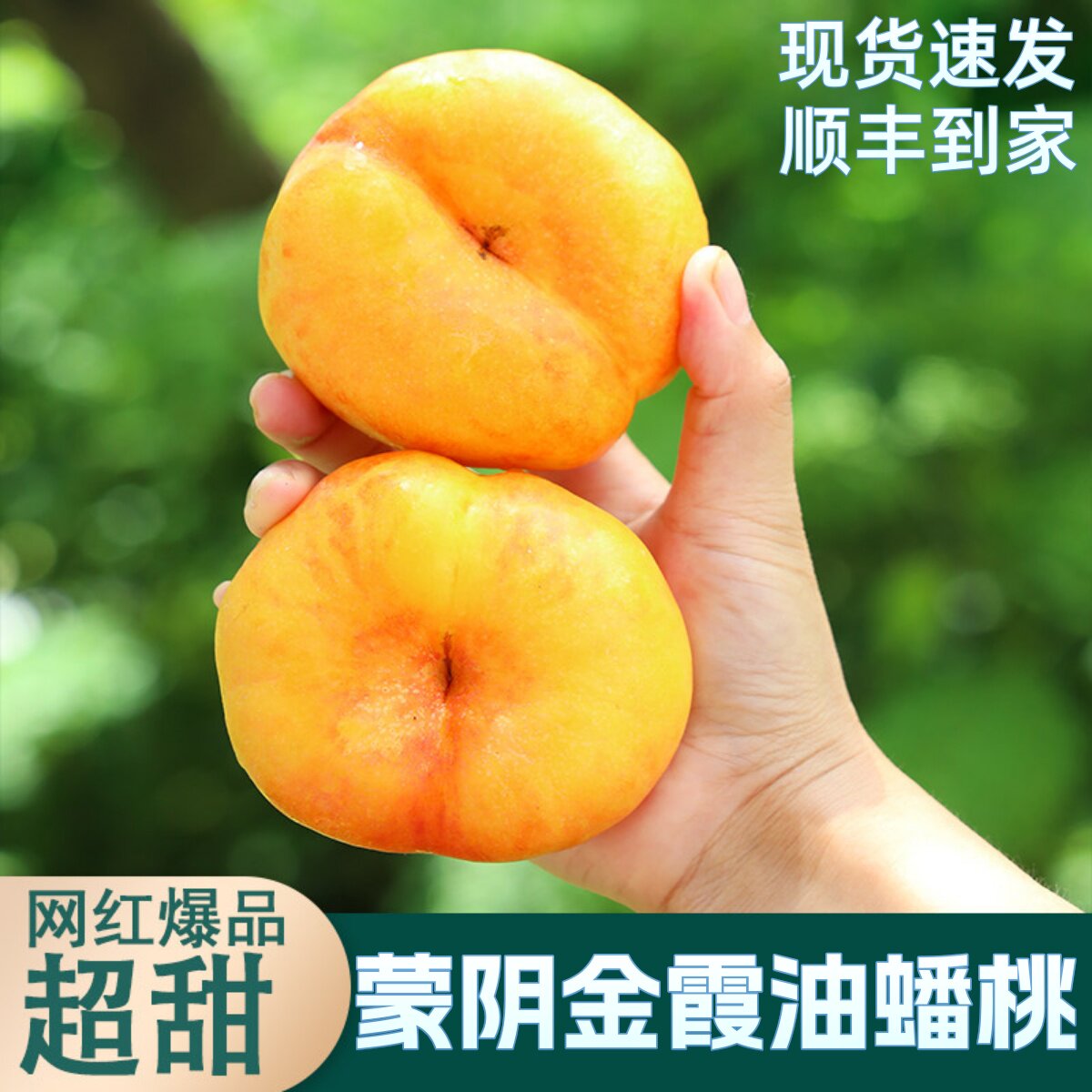 金霞油蟠桃彩虹黄当季新