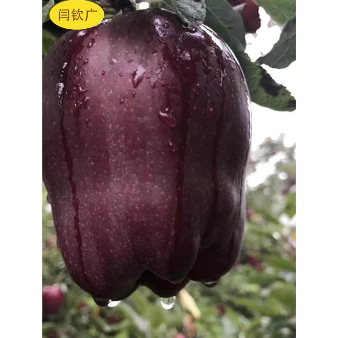 闫钦广果业甘肃天水花花