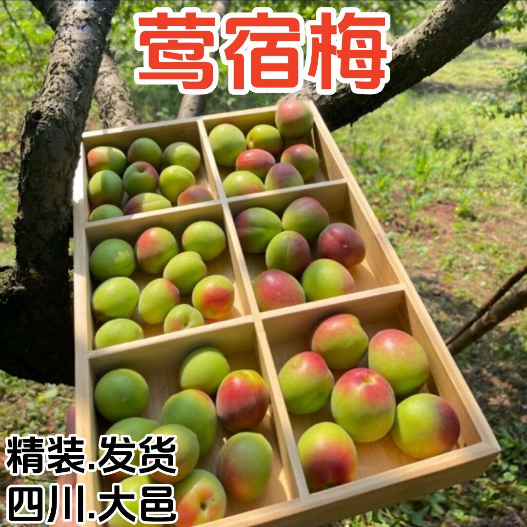 莺宿胭脂梅 正宗四川大邑高山新鲜泡酒酵素莺宿青梅鲜果五斤精装