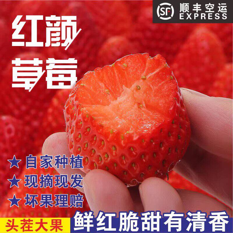 正宗红颜奶油草莓99红颜牛奶大奶油草莓新鲜当季水果整箱顺丰包邮