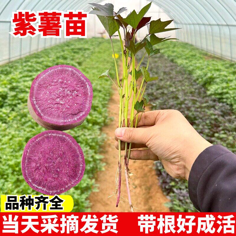 新鲜紫薯苗红烟蜜薯西瓜