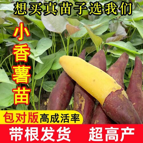 正宗天目小香薯苗心香品
