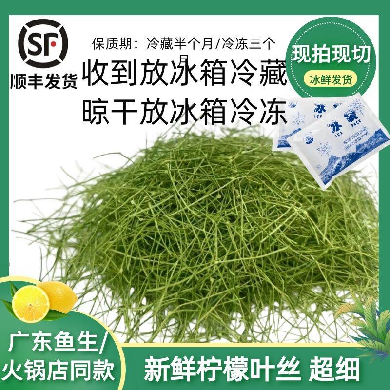 新鲜广东香水柠檬叶现摘