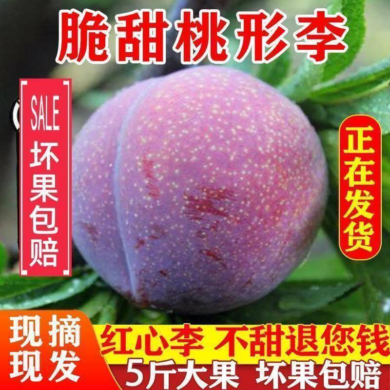 新鲜现货嵊州桃形李子孕