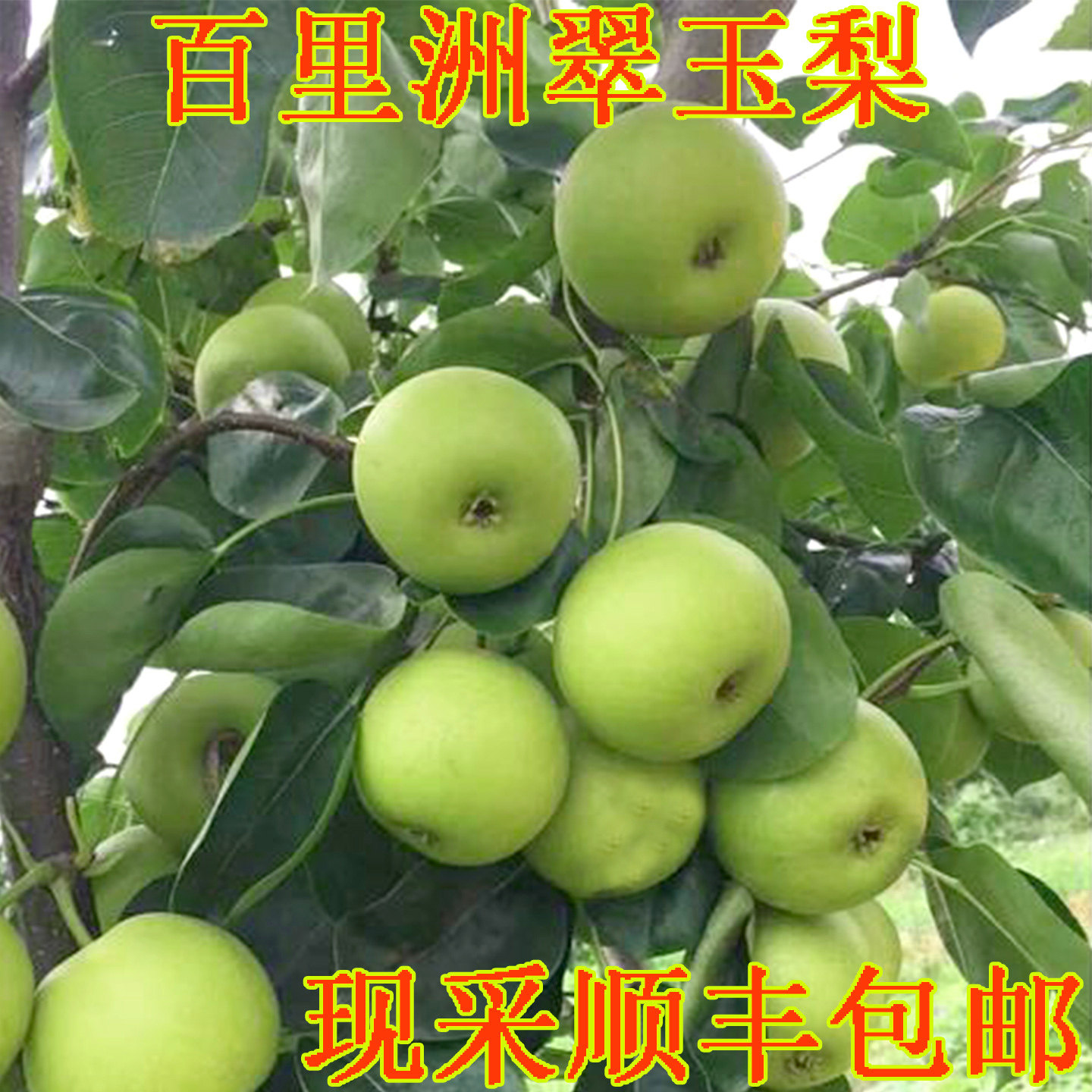 百里洲砂梨翠冠梨脆甜梨