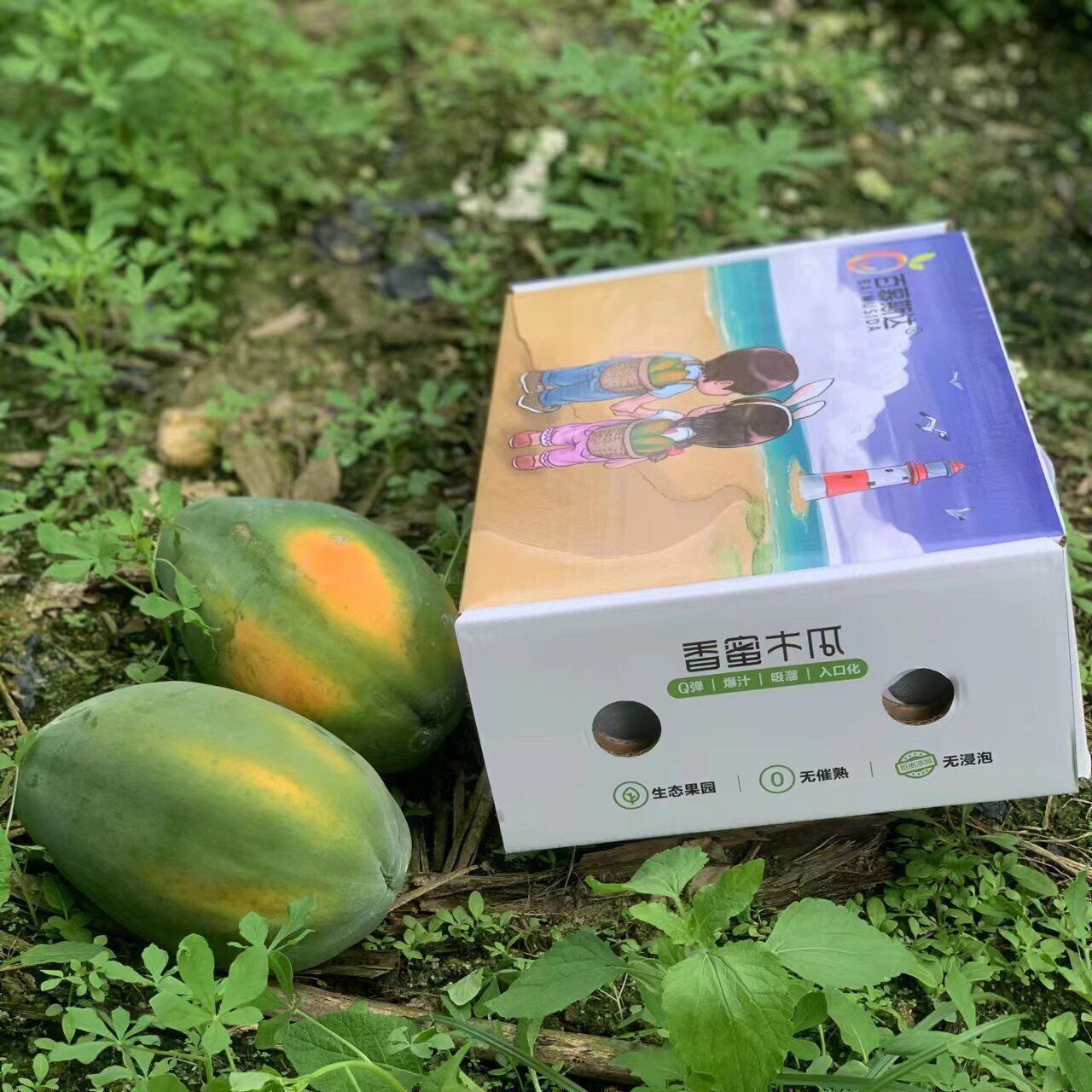 树上熟红心牛奶木瓜海南三亚现摘新鲜孕妇水果番木瓜当季顺丰包邮