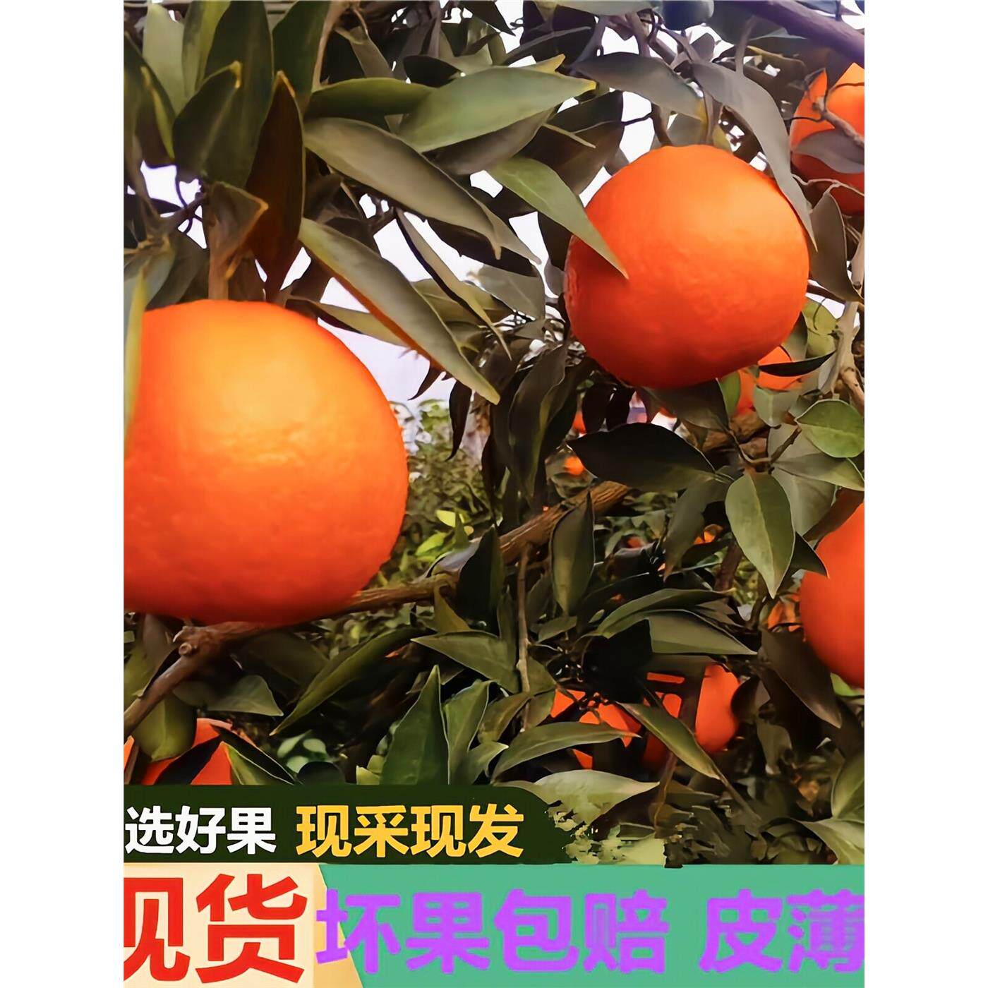 顺丰四川爱媛38号果冻橙桔子正宗手拨橙子当季送礼新鲜大水果10斤