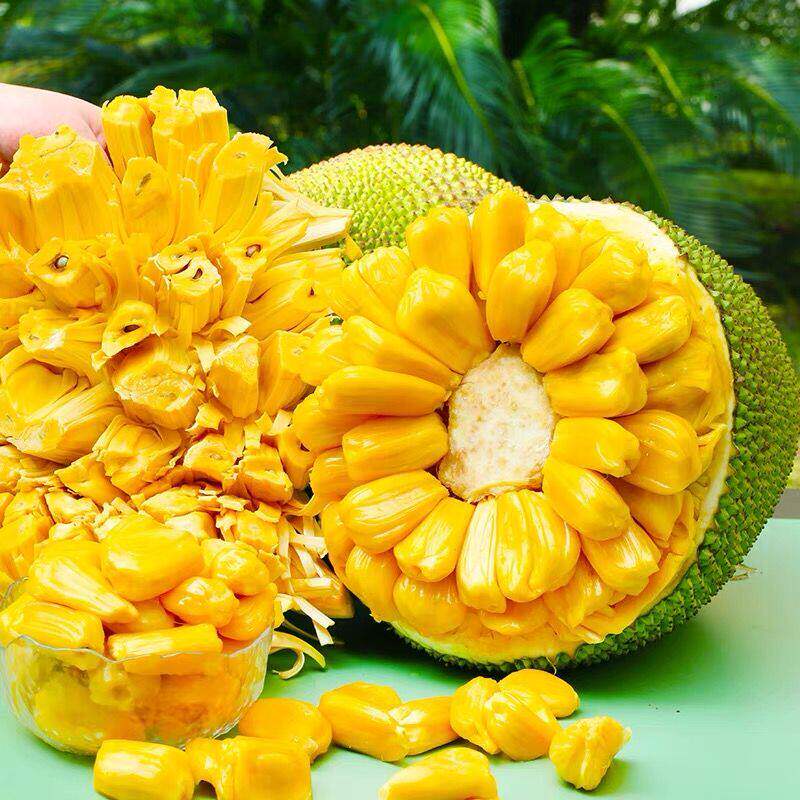 海南干包黄肉菠萝蜜一整个10-29斤新鲜水果当季特产包邮