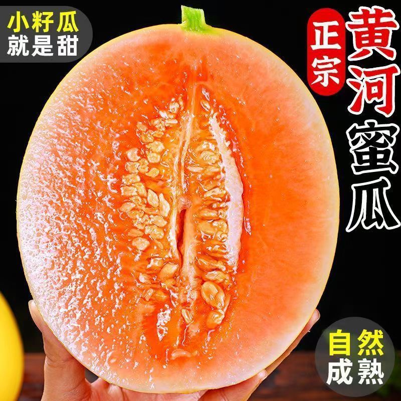 黄河蜜瓜甘肃民勤沙漠甜