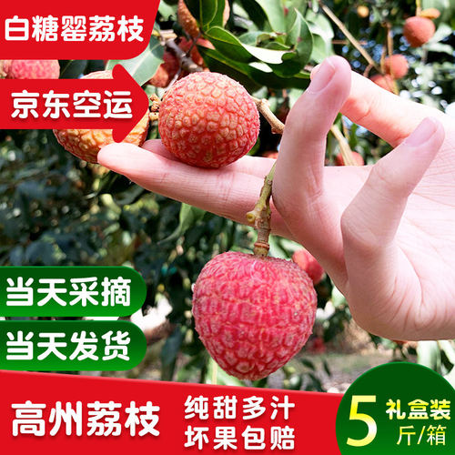 【大祁专享】广东新鲜荔枝高州桂味荔枝茂名荔枝当季现摘现发