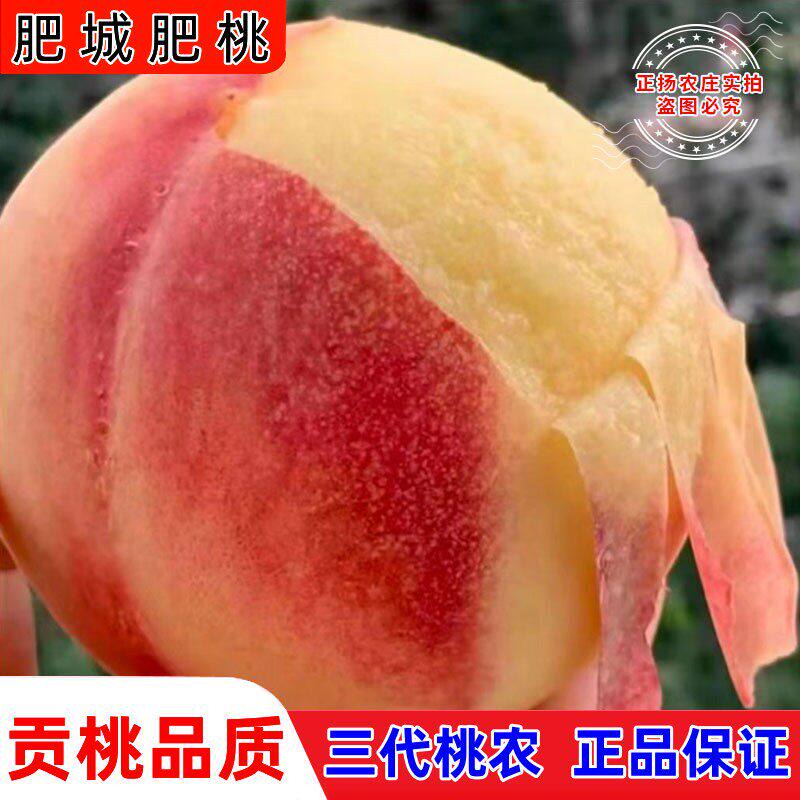 肥城桃水蜜桃现摘山东大