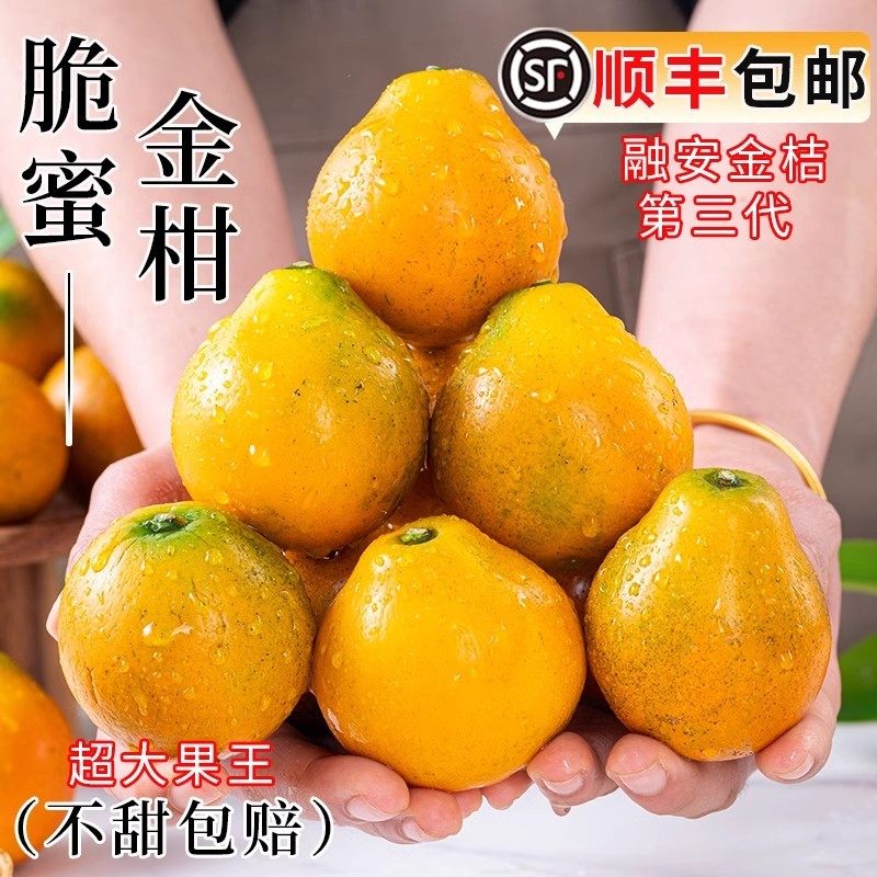 广西融安金桔5斤当季现摘新鲜孕妇水果脆蜜金柑三代桔子顺丰包邮3