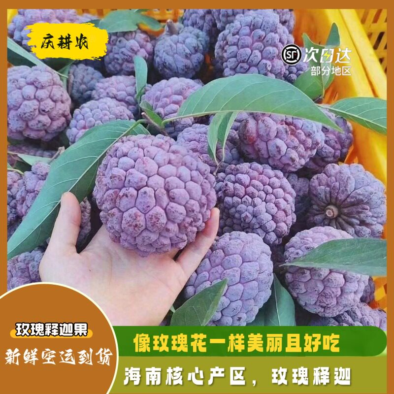 海南玫瑰释迦果紫红大果