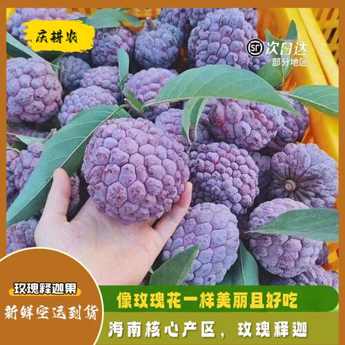 海南玫瑰释迦果紫红大果