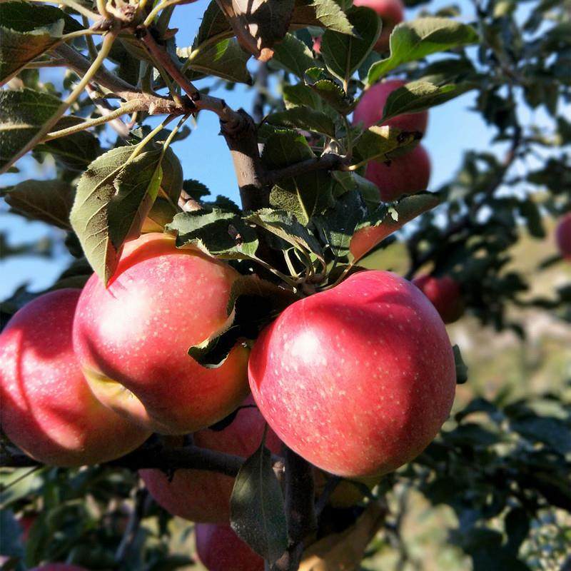 大连乔纳金苹果易粉面宝宝刮泥辅食老人新鲜水果食用5斤多省包邮