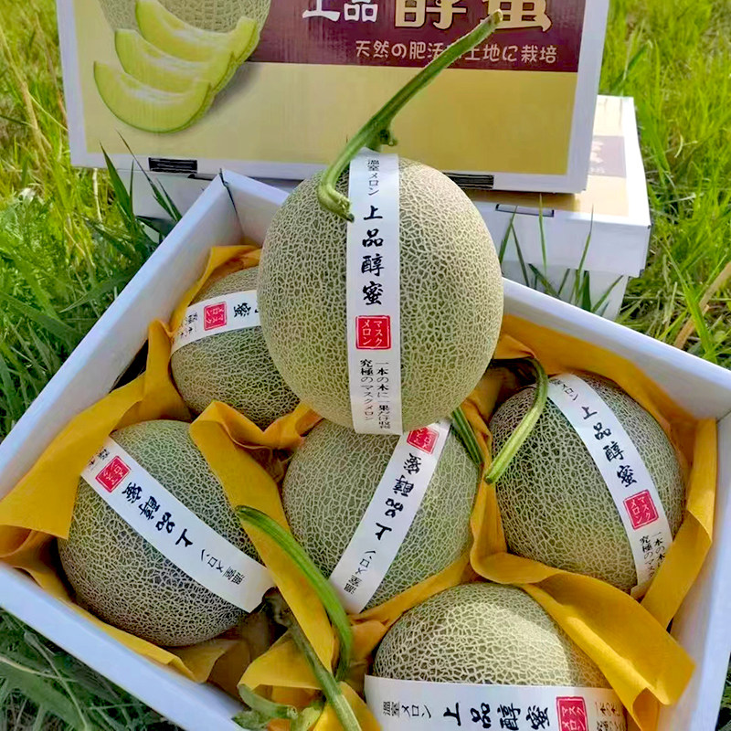 静冈冰淇凌网纹瓜香甜玫