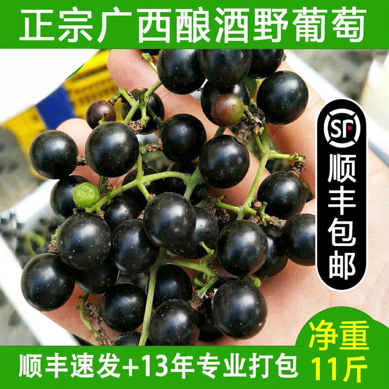 广西酿酒野葡萄新鲜水果泡酒罗城毛葡萄小时候水影子酿酒转用顺丰