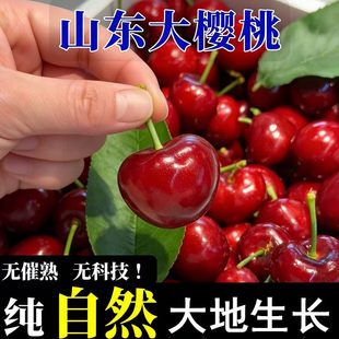 大樱桃山东露天烟台红灯新鲜樱桃车厘子特大黄樱桃当季水果包邮5