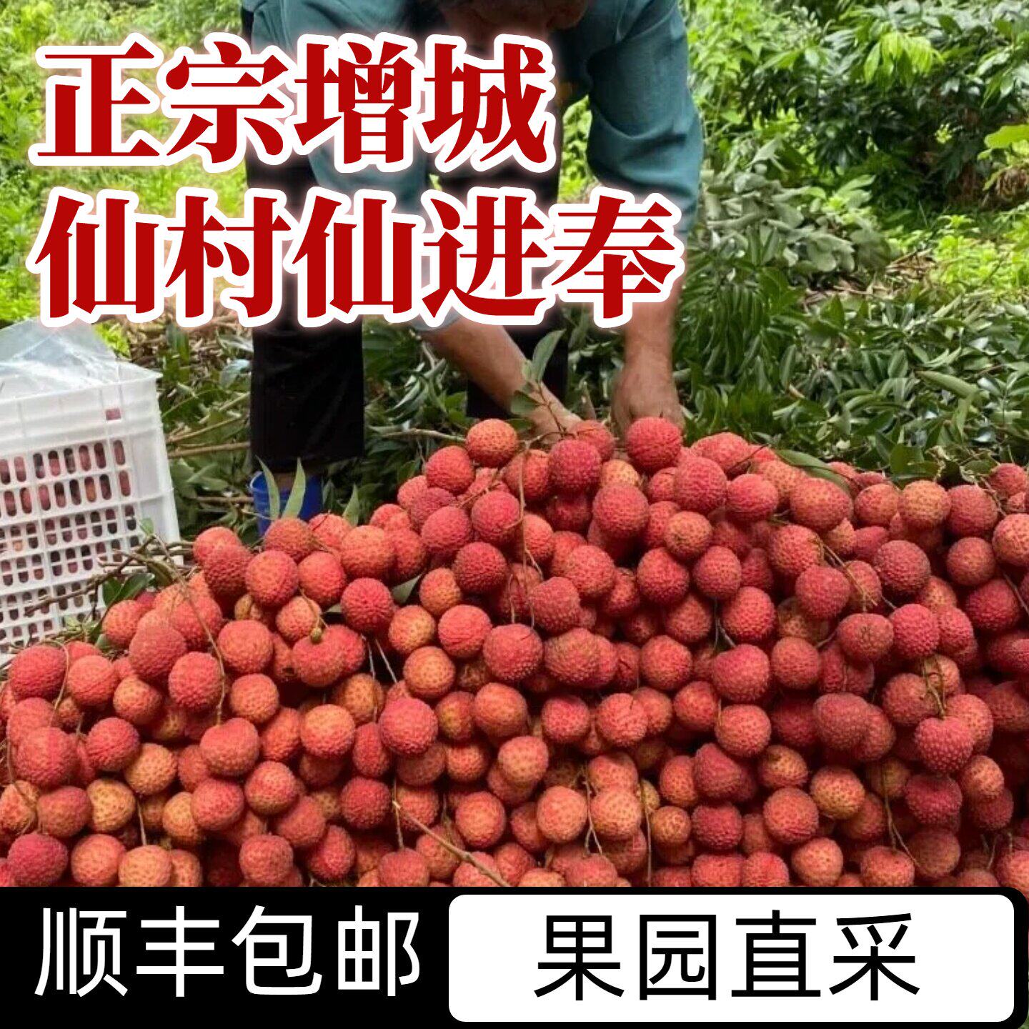 农夫阿力推荐增城仙进奉