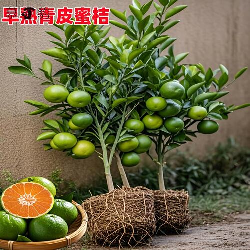 早熟青皮蜜桔耐寒橘子树