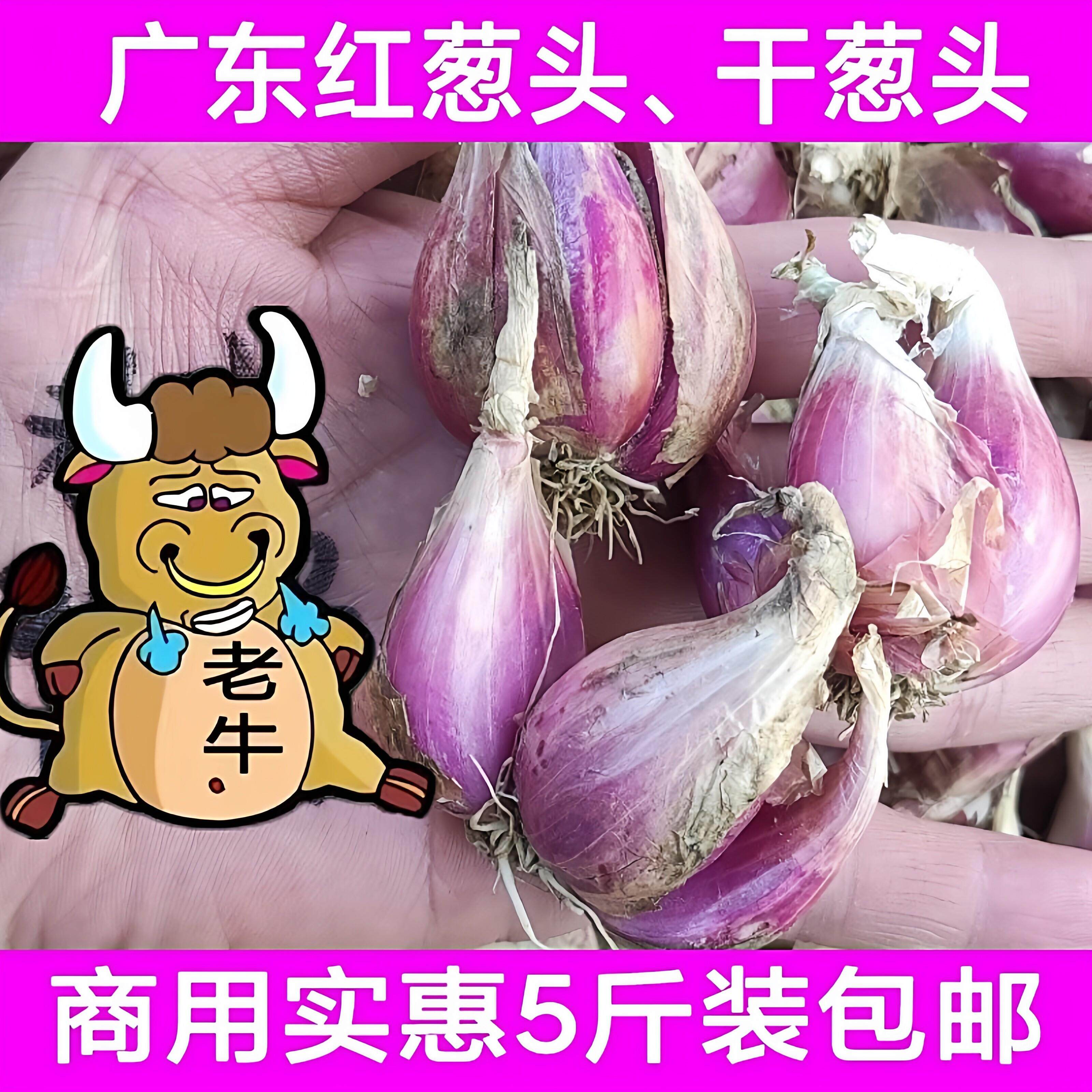 新鲜红葱头广东小香葱干