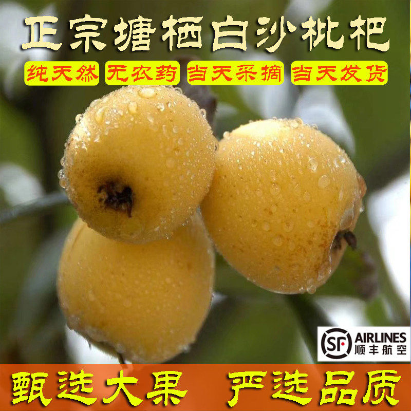 杭州塘栖白沙枇杷白琵琶白玉正宗老树大果现摘现发空运次日达东山