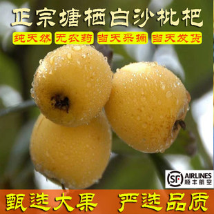 杭州塘栖白沙枇杷白琵琶白玉正宗老树大果现摘现发空运次日达东山