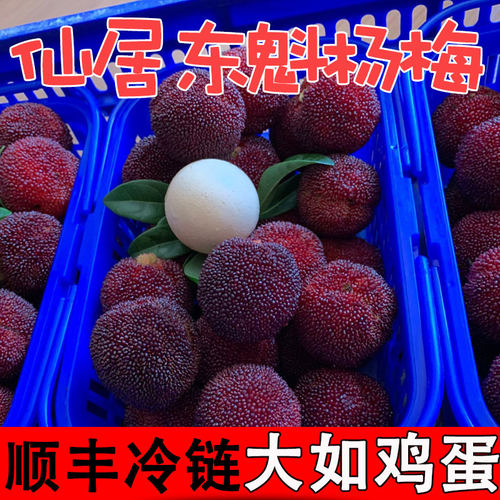 【杨梅王】大如土鸡蛋新
