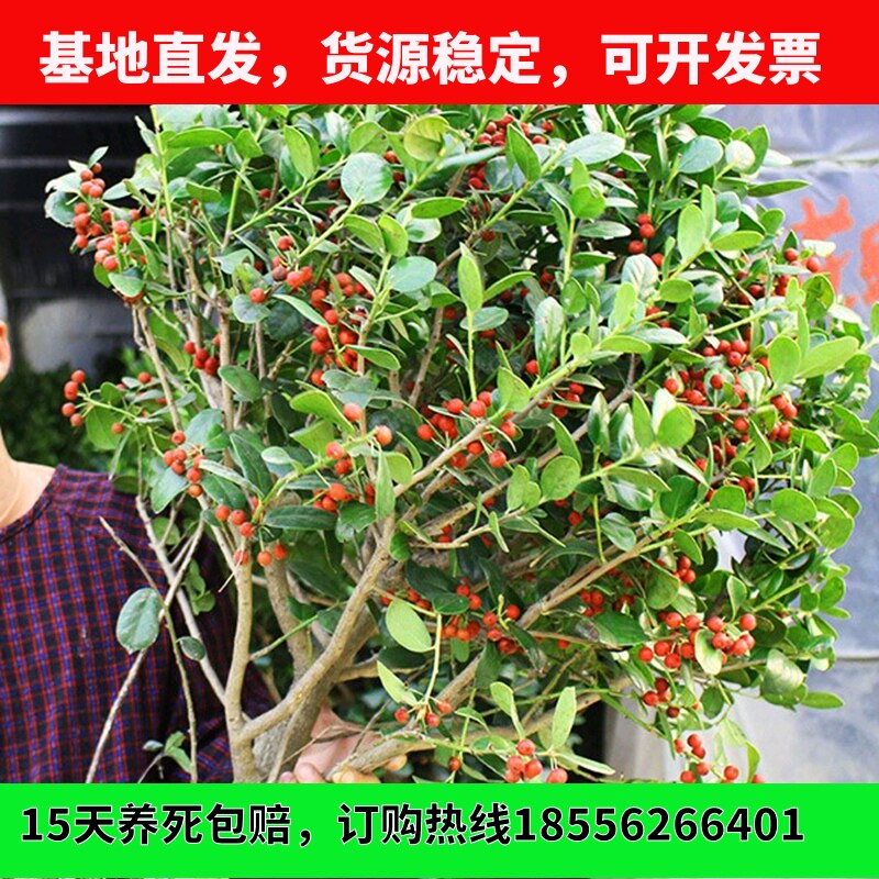 无刺枸骨球构骨树苗鸿运果四季常青北方庭院园林花卉耐寒绿化苗木