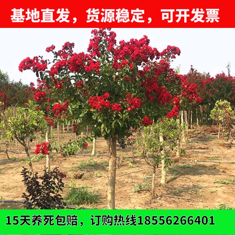 紫薇花树苗 紫叶丹红 红火箭火球盆地栽大型庭院绿化苗木当年开花
