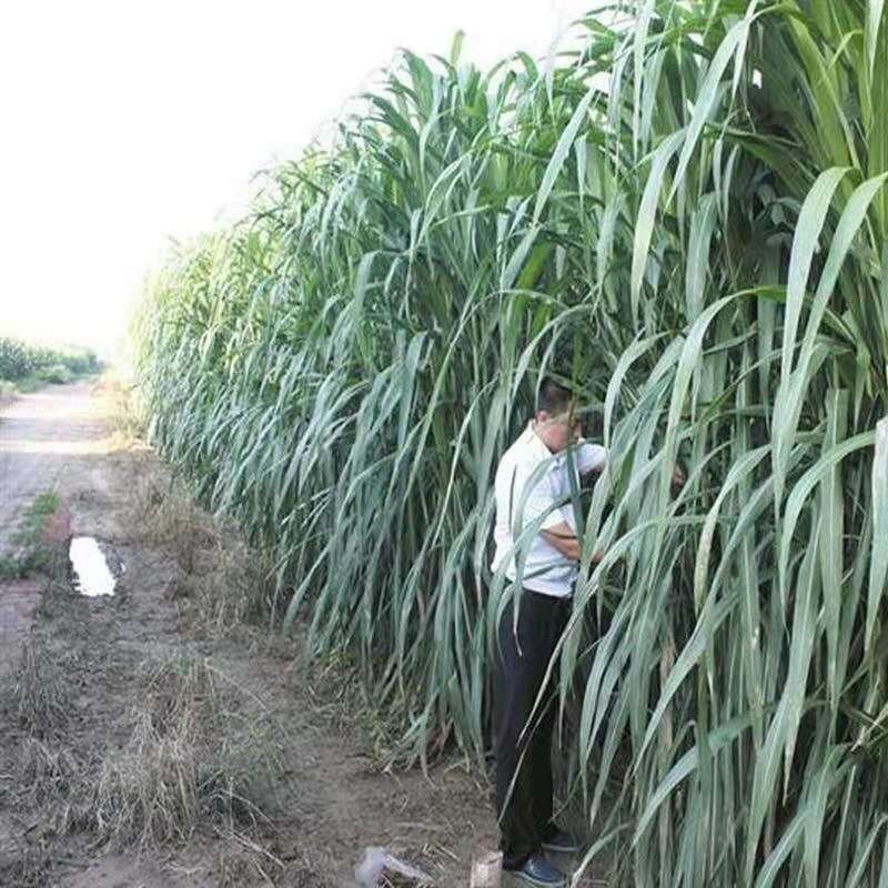 无毛耐寒甜象草3号牧草种
