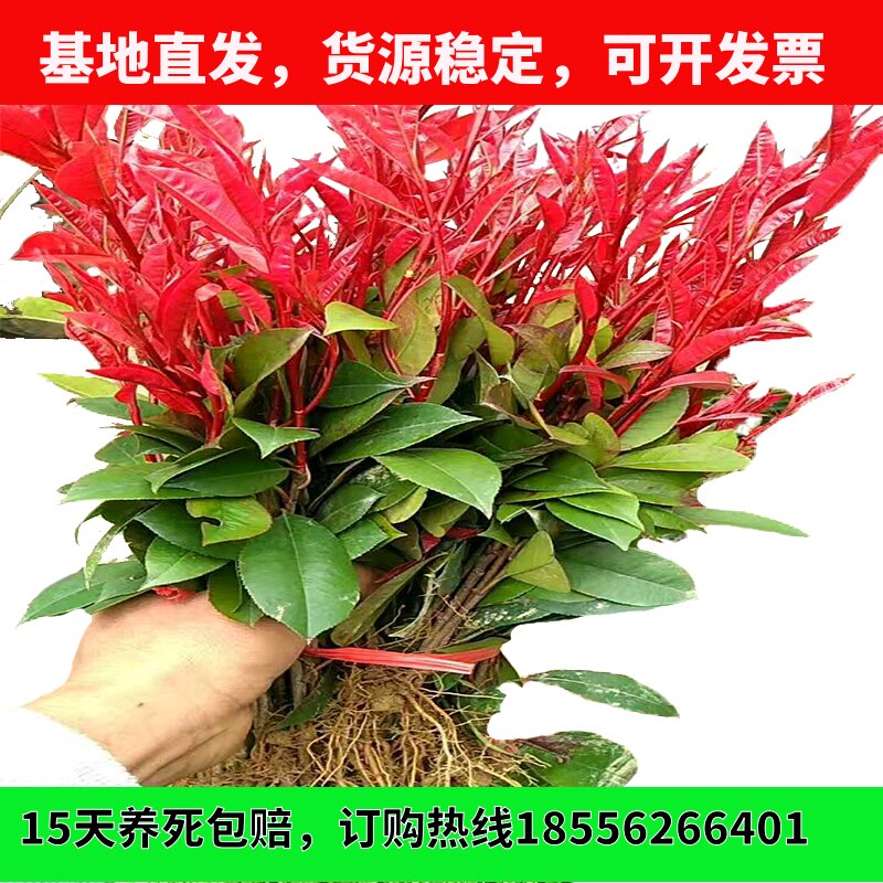 绿化工程红叶石楠树苗球火焰红庭
