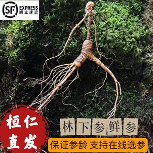 桓仁山参林下鲜参长白山人参20年野山参林下参籽货山参泡酒煲汤