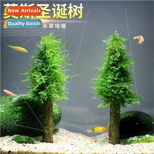 Thousand Rui Christmas Tree Moss Tree Submerged Moss Skeleto