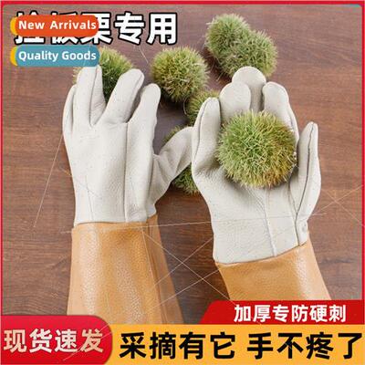 Anti-spiking gloves picking up chestnut anti-puncture thicke