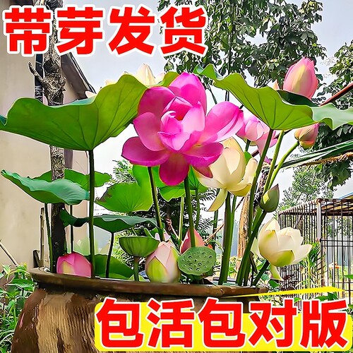 观赏藕种盆栽水养食用莲花池塘莲藕苗水培植物花卉碗莲花种子