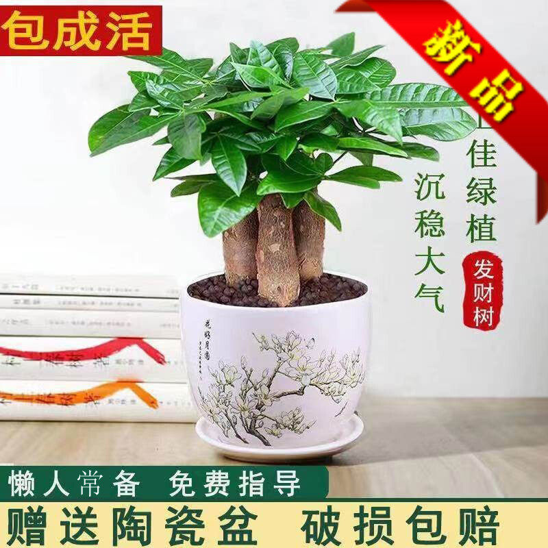 发财树盆栽植物室内客厅绿植小盆景四季常青办公室招财小盆栽花卉