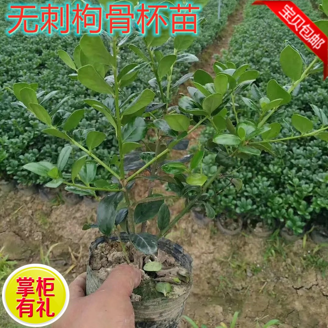 无刺枸骨树苗球盆景庭院构枸骨子吉祥果铁冬青满堂红狗骨四季常青