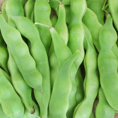 东北油豆角九月青新鲜