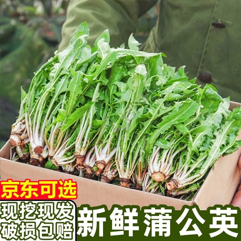 新鲜蒲公英现挖婆婆丁山野菜新鲜特产苦菜苦麻子东北蘸酱菜包邮
