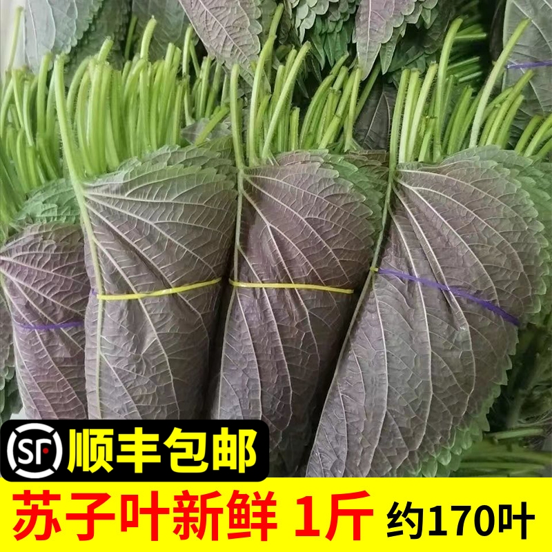苏子叶新鲜食用包饭叶包邮韩国烤肉东北紫苏叶青菜紫苏新鲜蔬菜