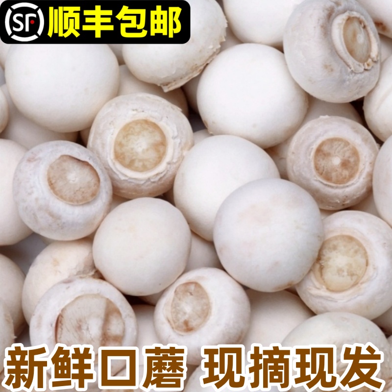 顺丰速发|新鲜口蘑双孢菇白蘑菇
