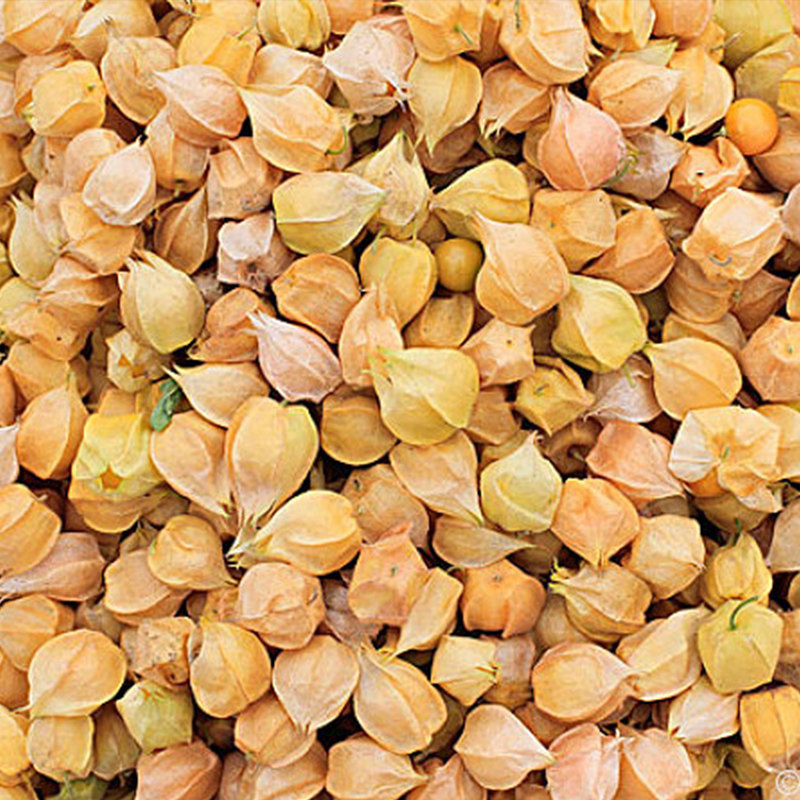 东北姑娘果东北特产灯笼果黄菇娘果新鲜水果姑鸟整箱现摘3斤包邮|msdalam kategori daging perikanan/Buah-buahan segar dan sayur-sayuran/dimasak, buah-buahan segar, lain - dari Buy2taobao.com untuk memberikan perkhidmatan ejen Taobao profesional membeli