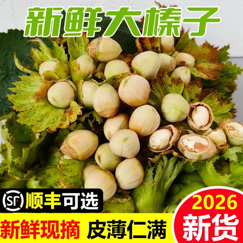 东北新鲜榛子现摘水仁绿皮坚果