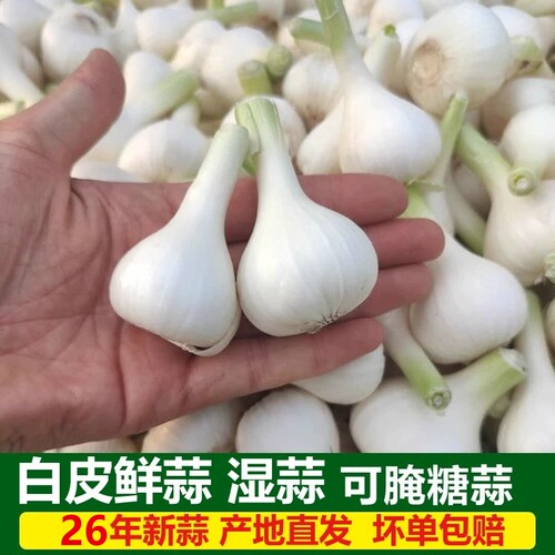 2026新鲜大蒜东北青蒜头白皮蒜